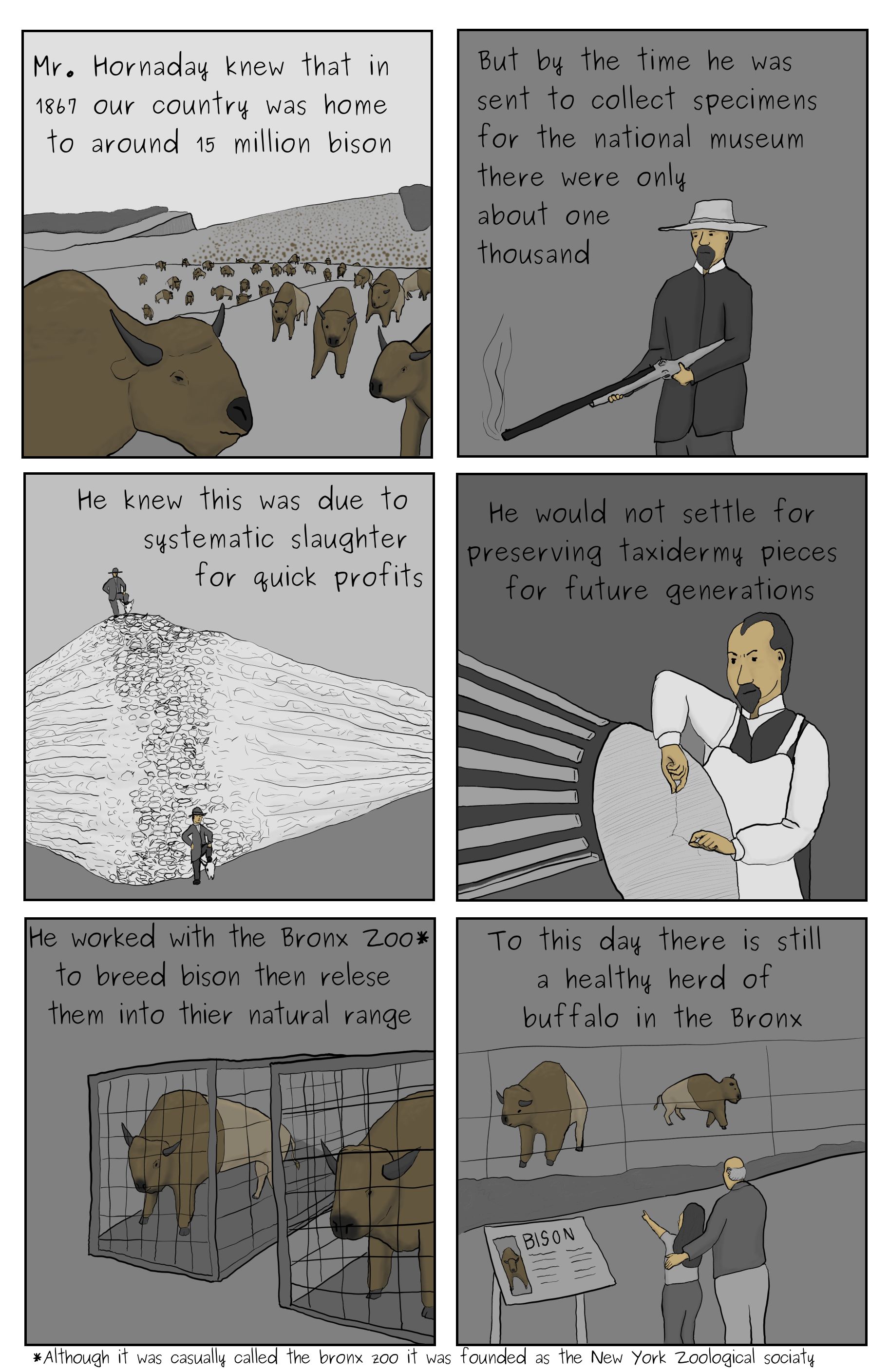 A comic featuring a wild herd of buffalo stretching to the horizon, William Hornaday after firing a rifle and preparing a taxidermy bison, a large pile of buffalo skulls with two men posing with the immense collection, bison being moved in small cages, and a father and daughter enjoying the buffalo at the Bronx Zoo.