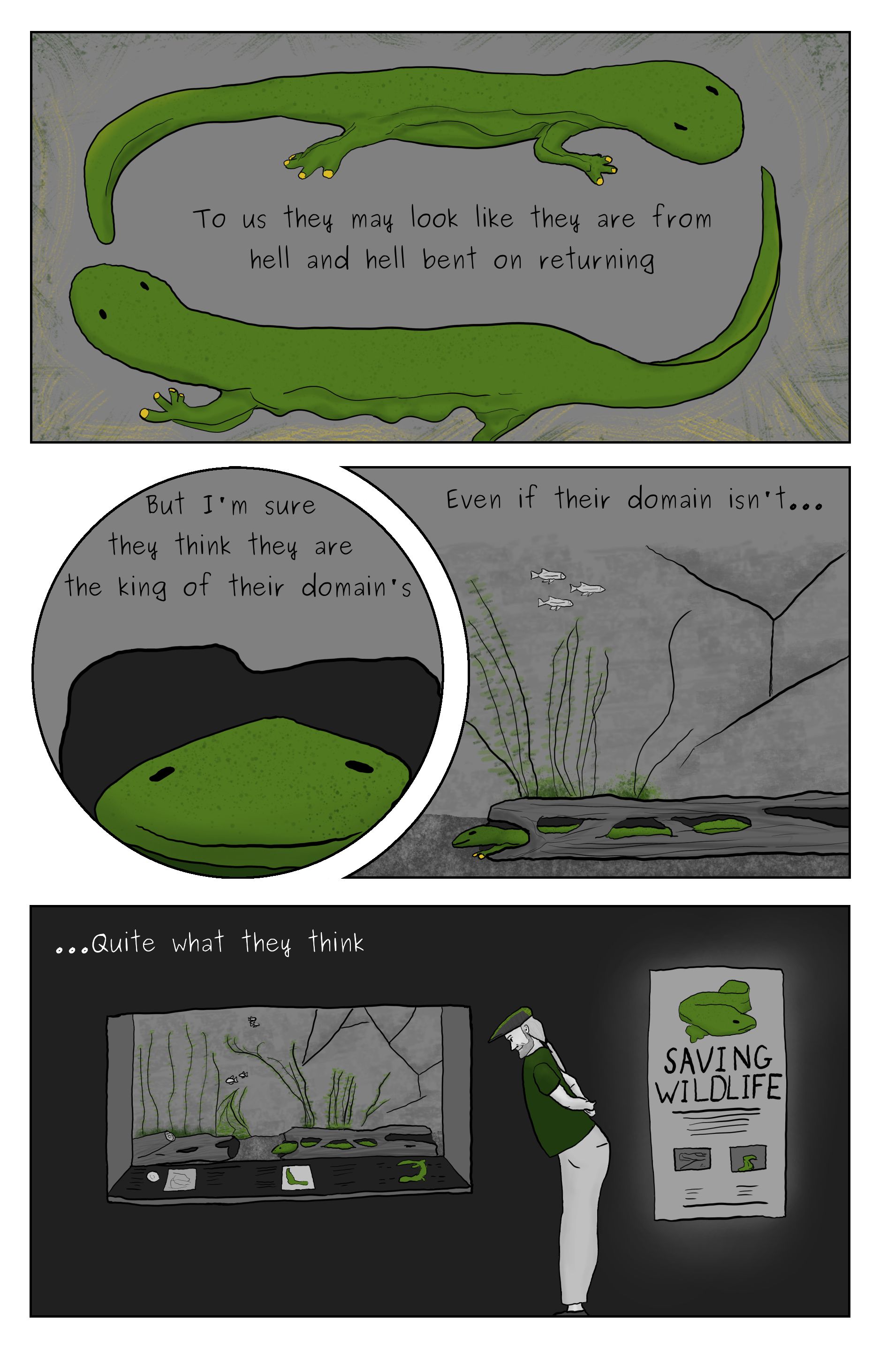 A comic featuring a pair of helbender salamanders circling eachother followed by a helbender lurking in a log that is reveled to be in an aquarium at a zoo with Phillip Gerba watching it.