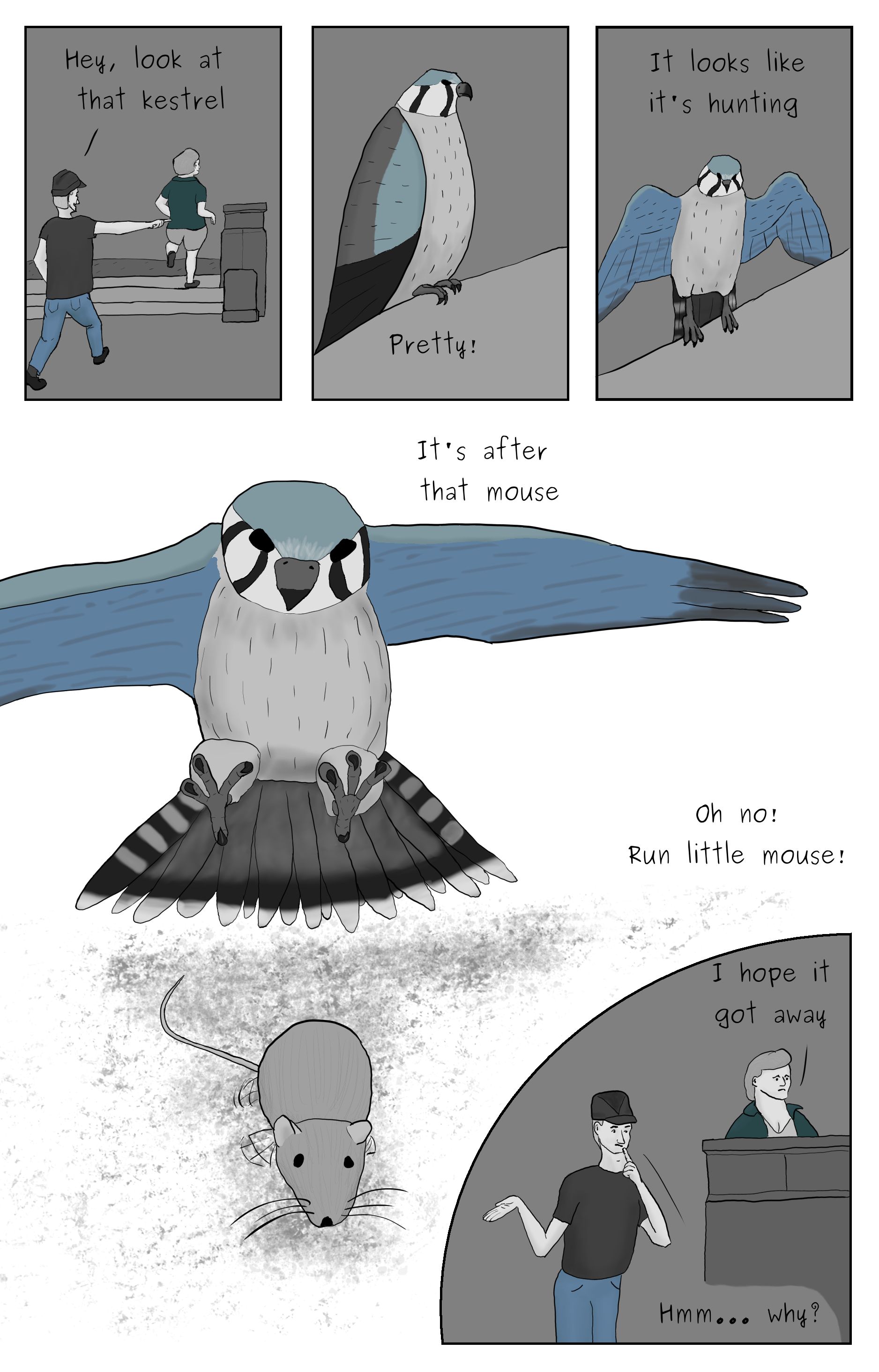 A comic featuring Phillip and Shannon spoting a Kestral, that kestral swooping after a mouse, and Phillip and Shannon starting to discuss the safty of the mouse.