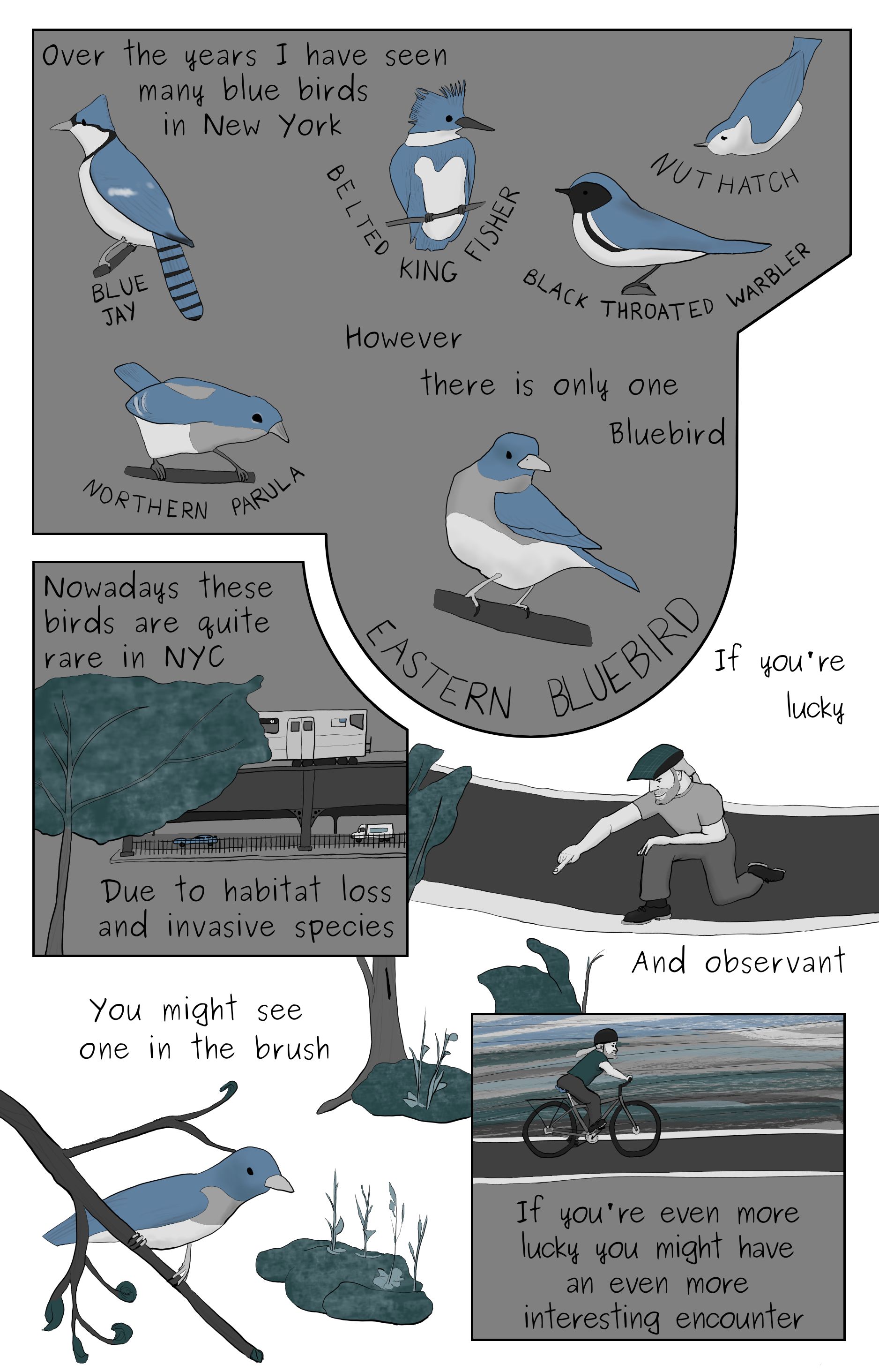 A comic featuring a collection of birds that are blue including a kingfisher, a nortern parula, a blue jay, a black throated warbler, a nuthatch, and an an eastern bluebird. as well as an elevated subway train, Phillip pointing out a bluebird in the brush, and Phillip riding a bicycle.